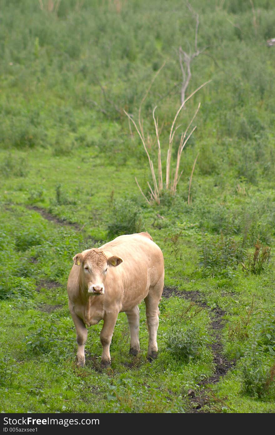 Danish cows