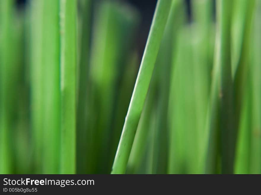 Green Bristles