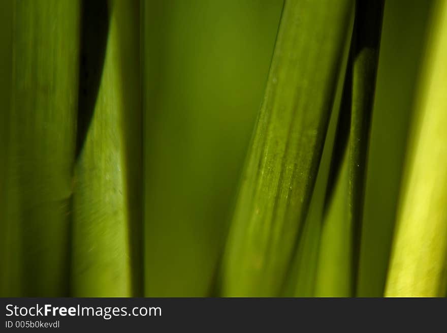 Abstract blurred image of plant stalks. Abstract blurred image of plant stalks