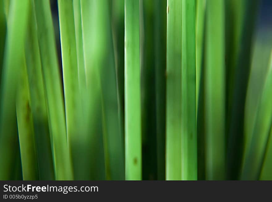 Abstract background image of brush bristles