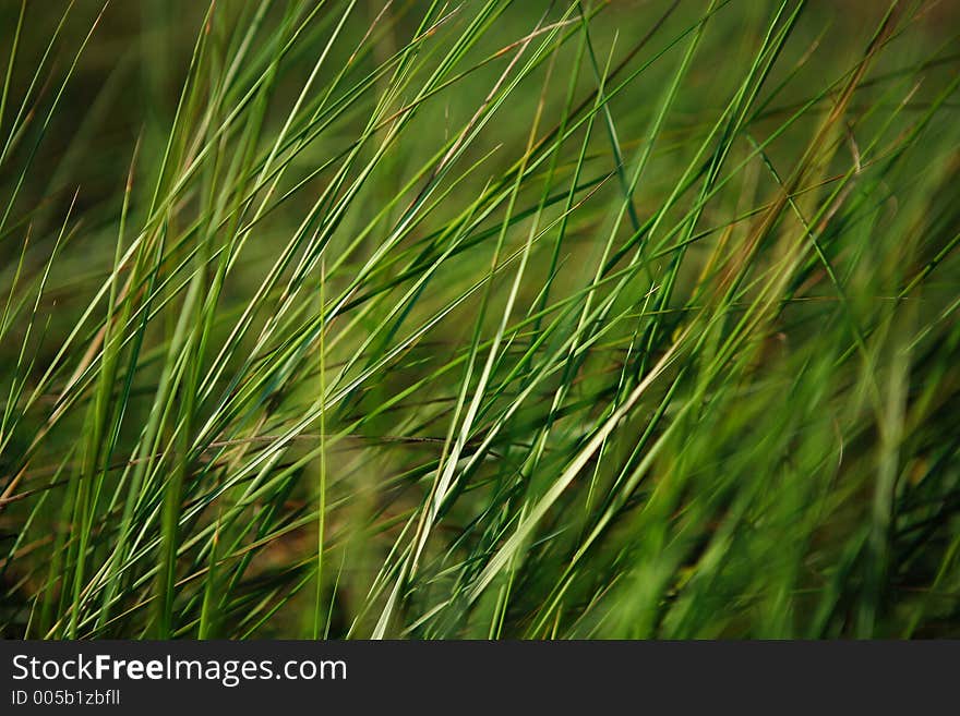 Macro image of soft green grass moving with the wind. Macro image of soft green grass moving with the wind