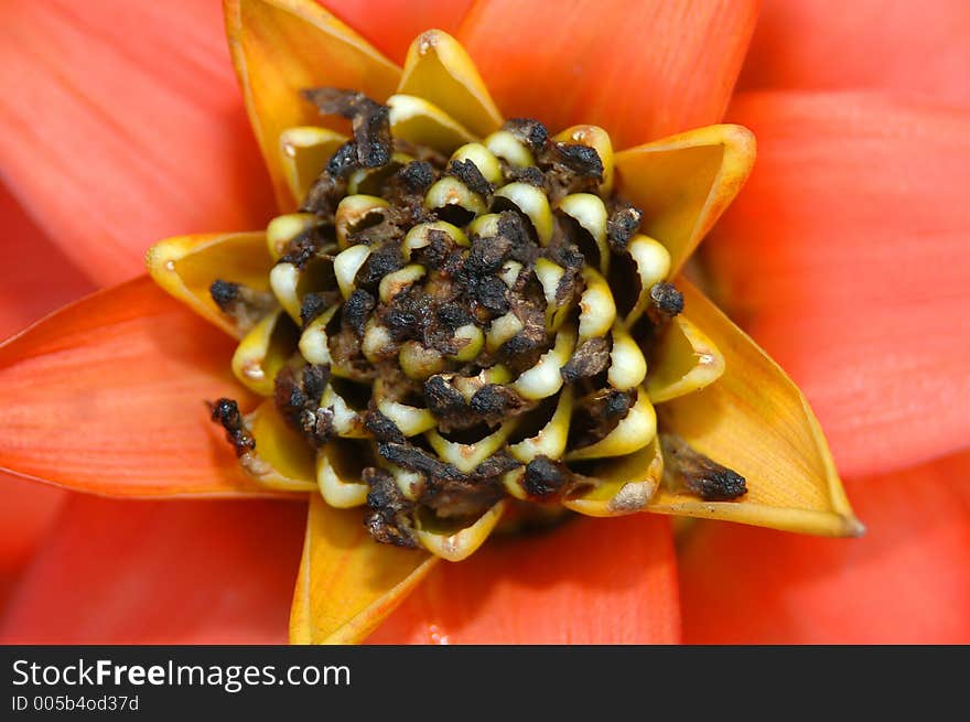 Orange flower close-up