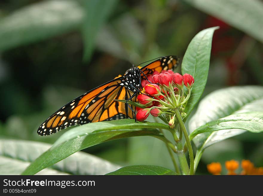 Monarch on red flowers