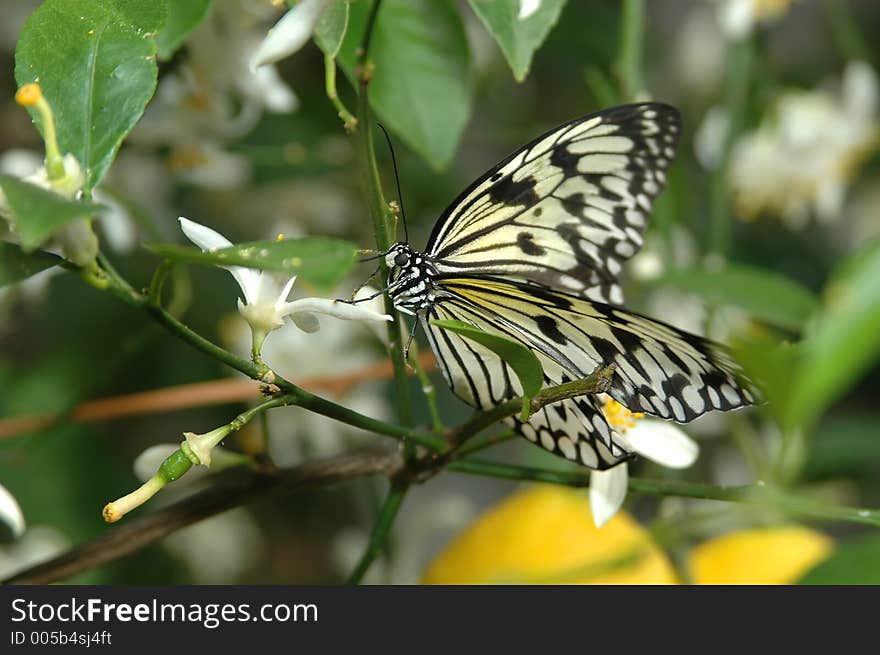 Leucone (idea Leucone) On Lemon Tree 2