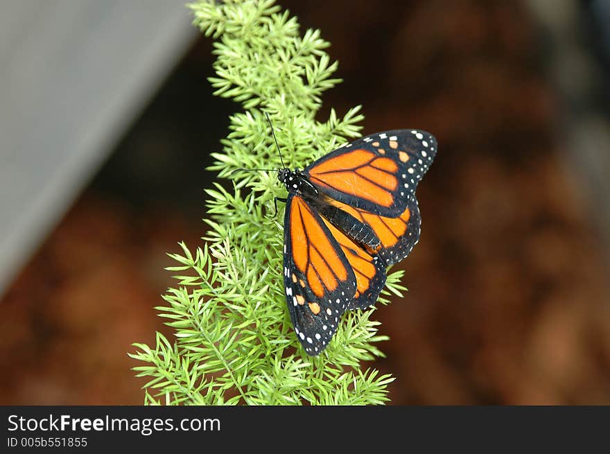 Monarch On Conifer