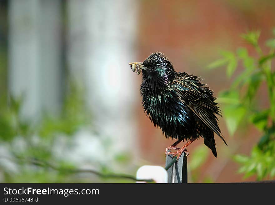 Starling on clothes line