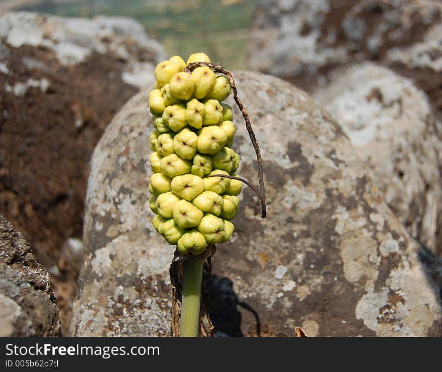 A magnificient yet interesting flower shot between the rocks