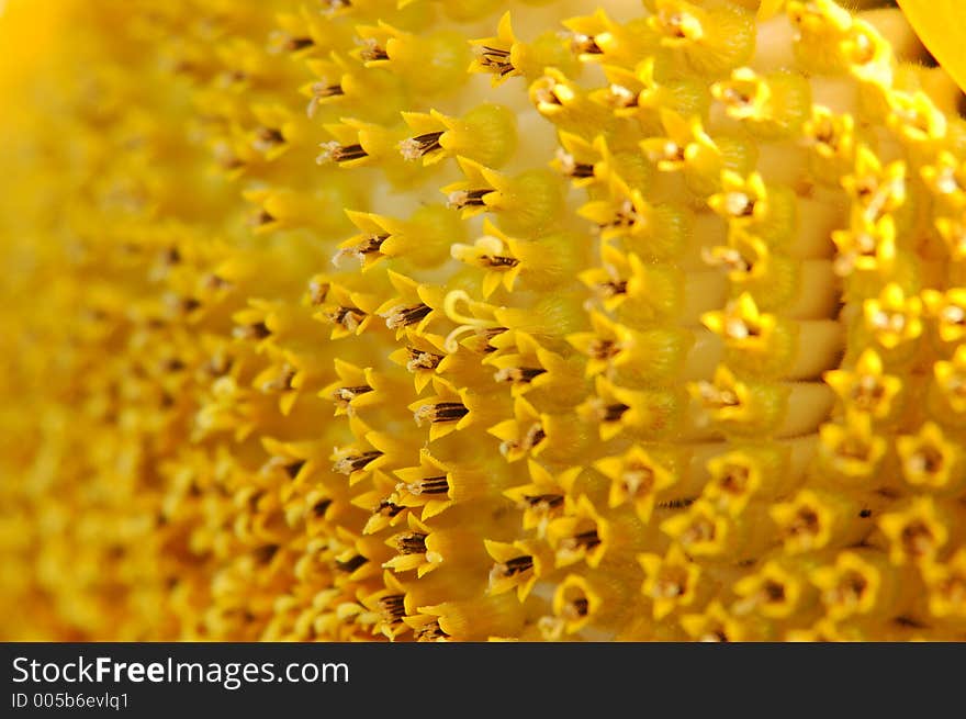 Up close and personal - a close view of the sunflower.