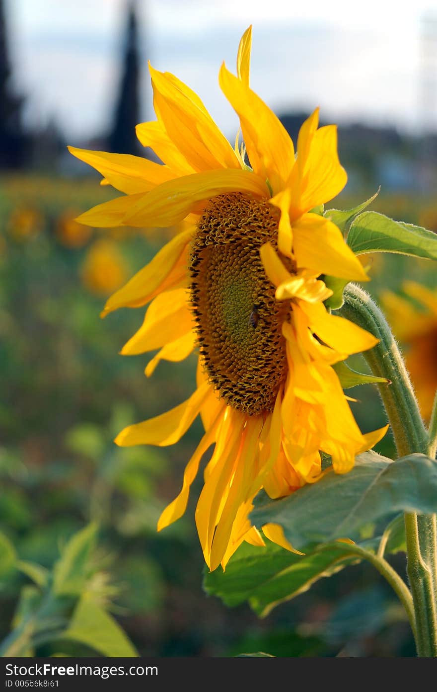 A large and majestic sunflower shot in a field full of sunflowers. A large and majestic sunflower shot in a field full of sunflowers.