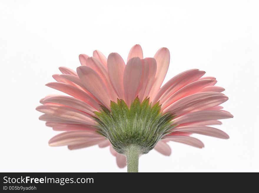 Pink gerbera