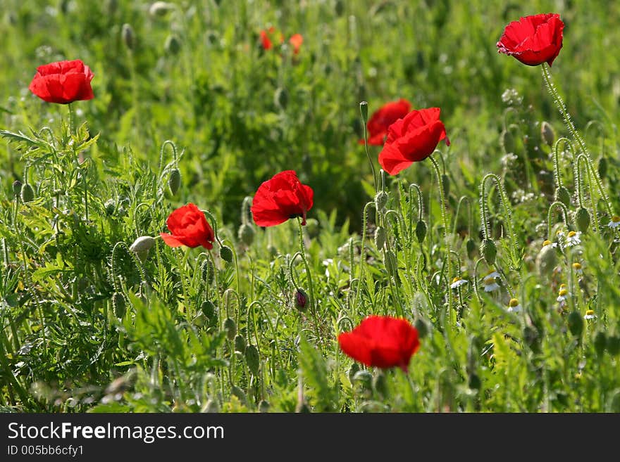 Red flowers in a field