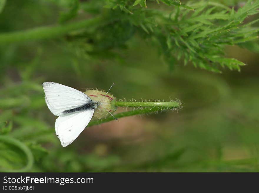 White butterfly