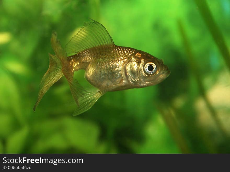 Gold fish in an aquarium