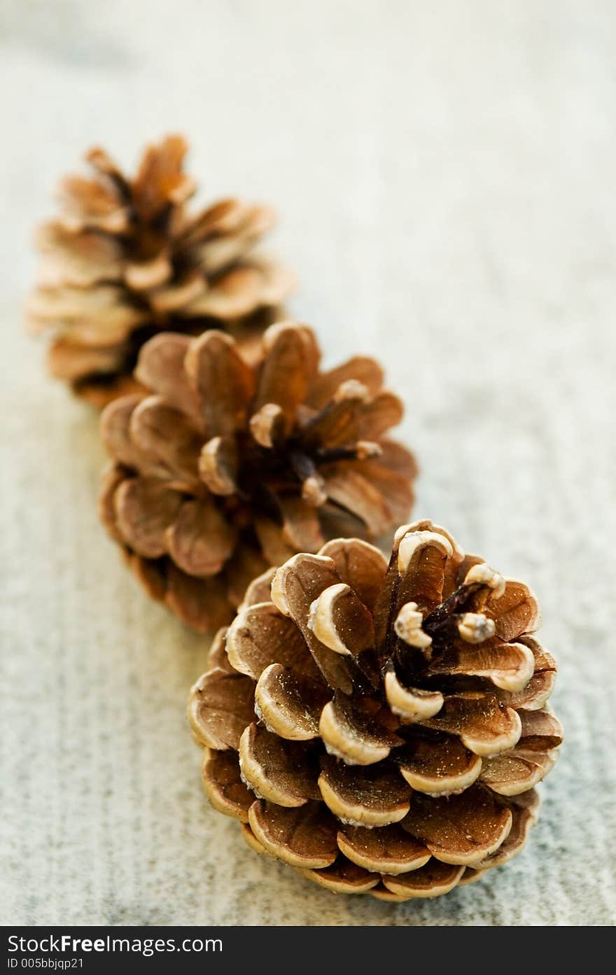 Pine cones