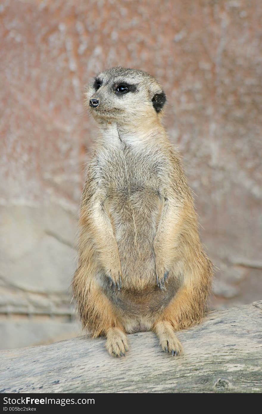 An adorable meerkat standing watch.