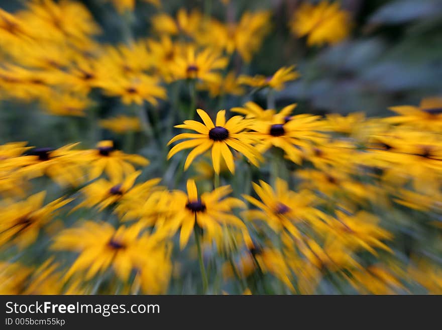 Abstract daisies, using zoom-blur.  Possible background usage?