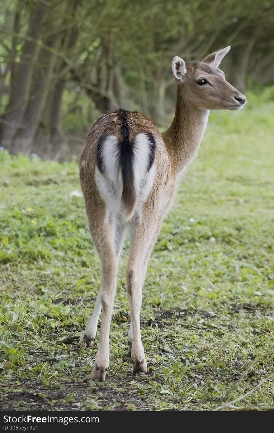 Fallow Deer in woodland clearing.