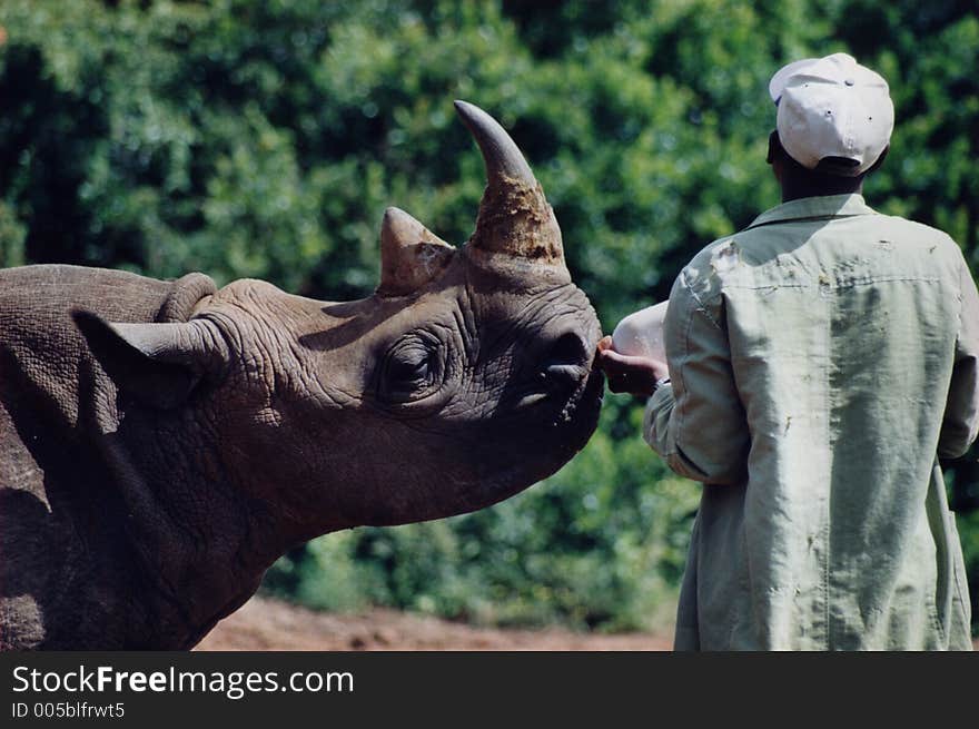 Rhino baby getting bottle. Rhino baby getting bottle