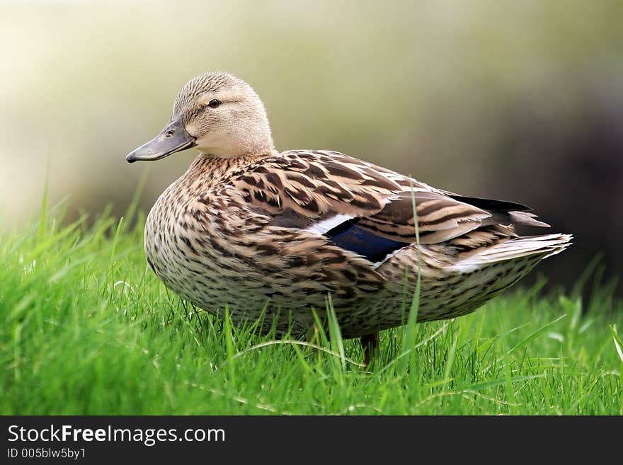 Duck on grass