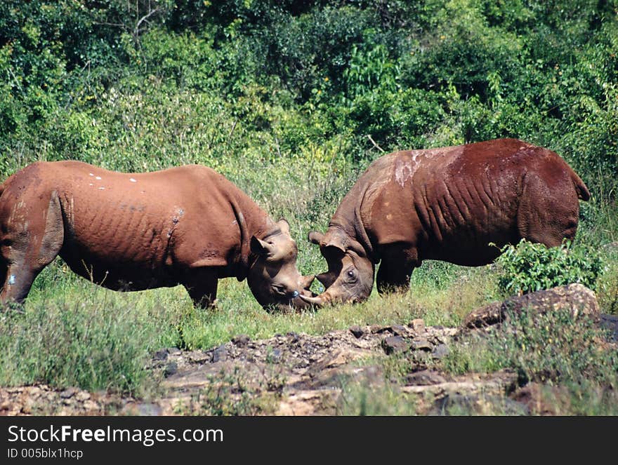 Fighting rhinos. Fighting rhinos