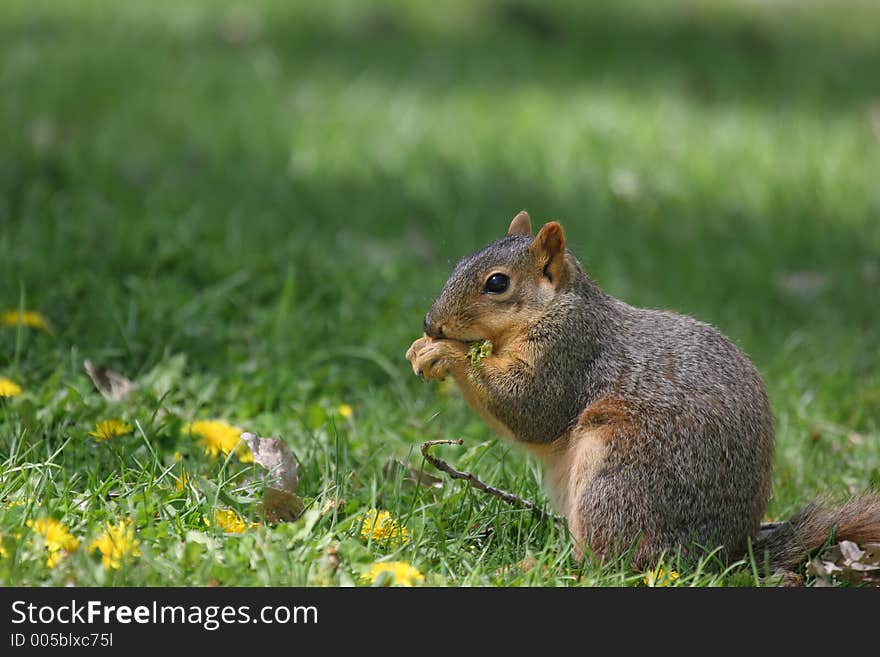 Squirrel on the grass, eating