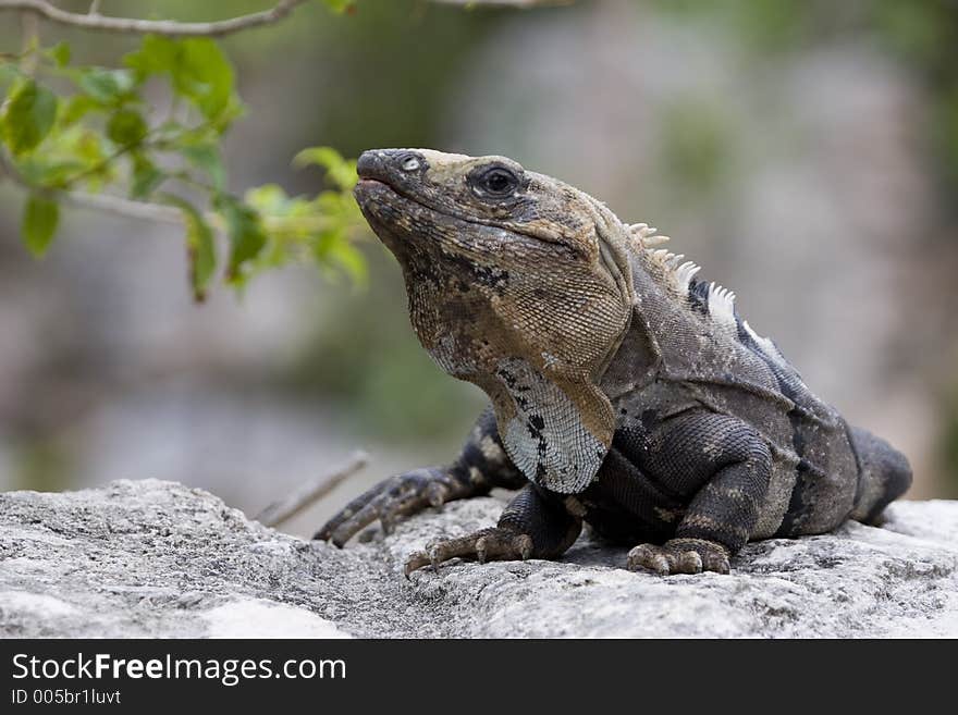 Closeup of the large brown Iguana. Closeup of the large brown Iguana