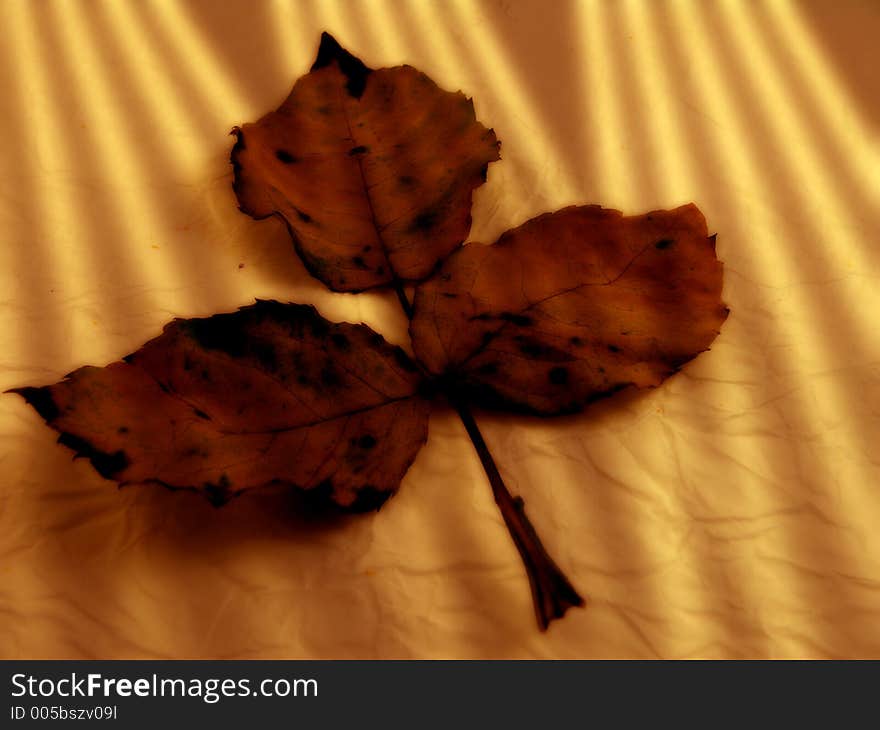 Three leaves from rose on wrapped paper with special lightning effect of light rays. Three leaves from rose on wrapped paper with special lightning effect of light rays