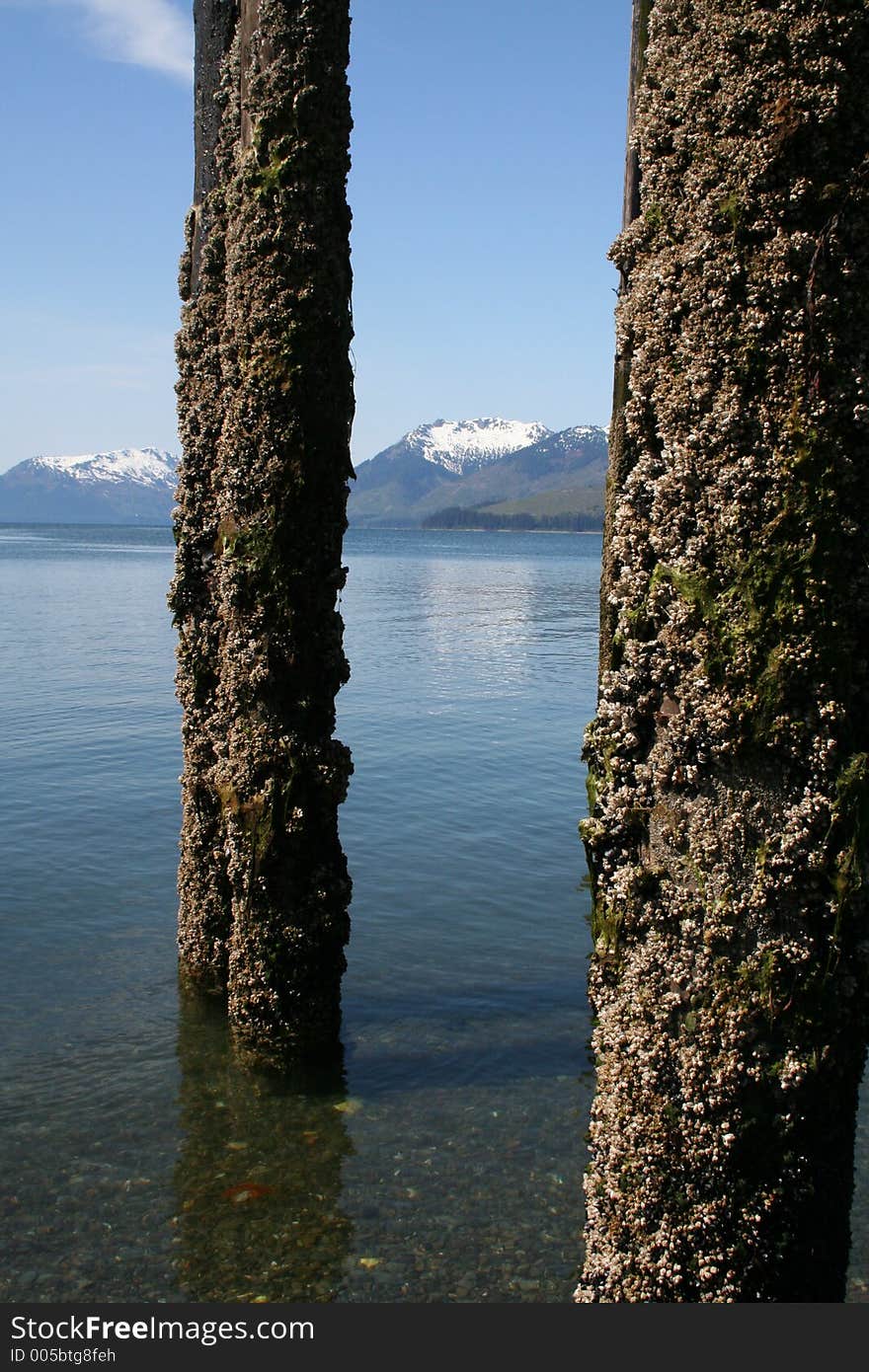 Barnacle Encrusted Pilings