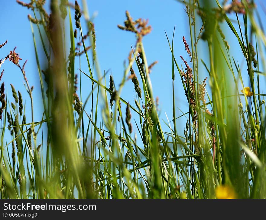 Background of blue sky and green grass. Background of blue sky and green grass