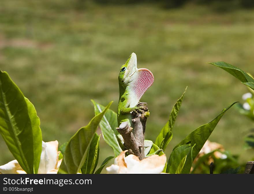 Green Anole with Pink Dewlap Extended. Green Anole with Pink Dewlap Extended