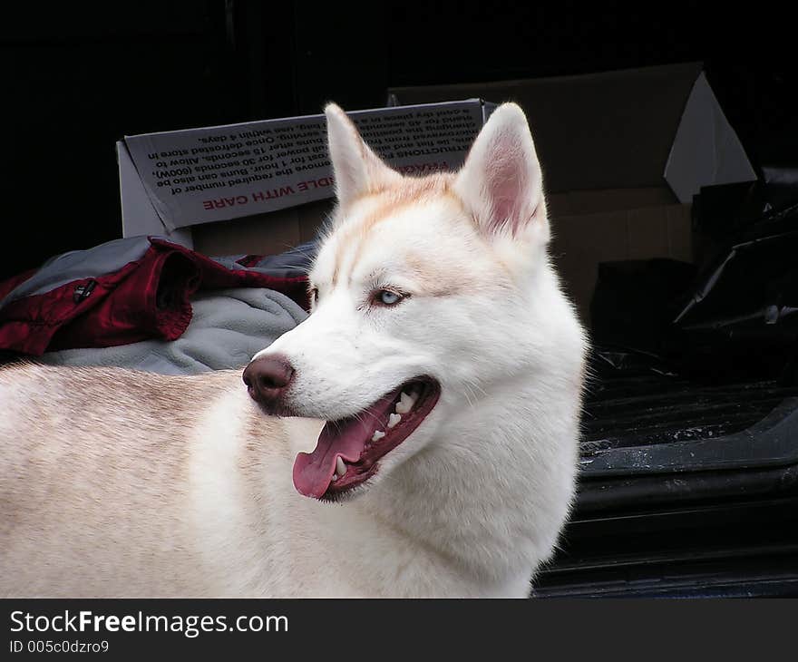 A husky dog at the entrance to 'his van'.