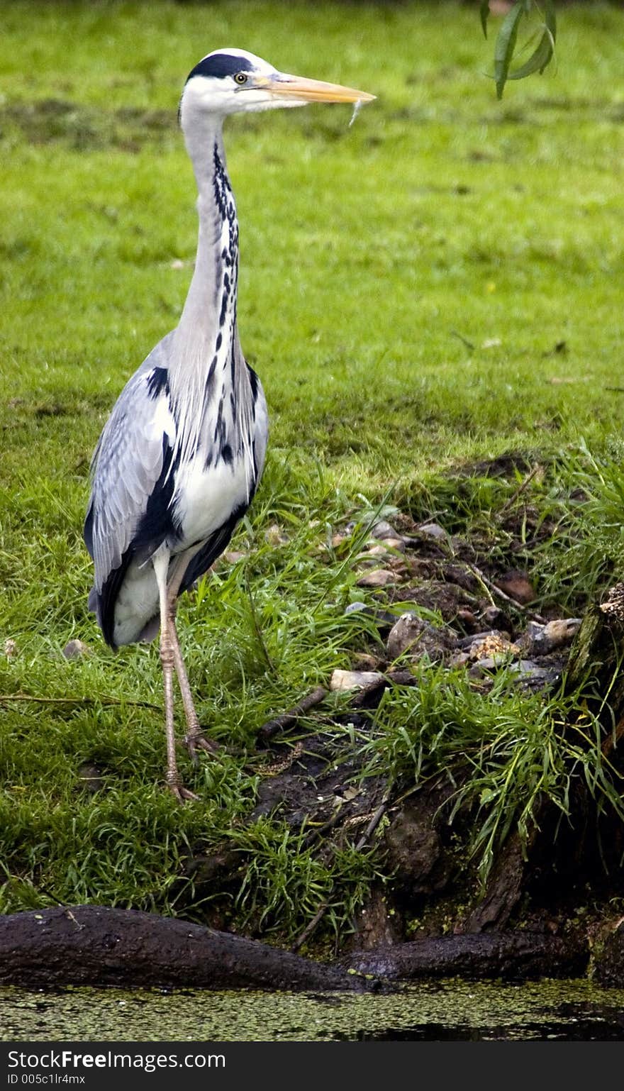 Grey Heron