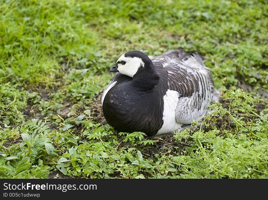 Barnacle Goose On Nest