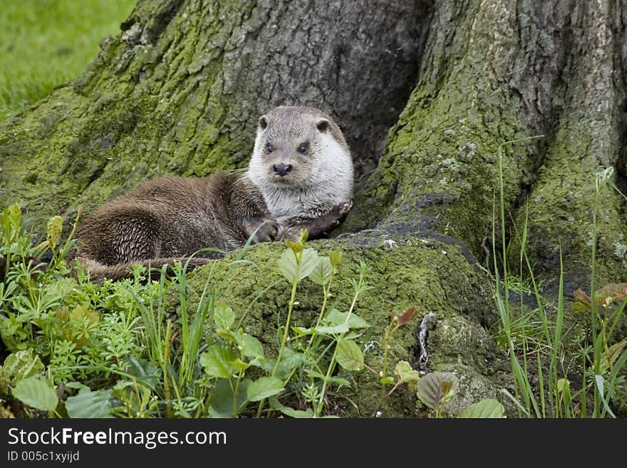 European Otter laying at base of a tree