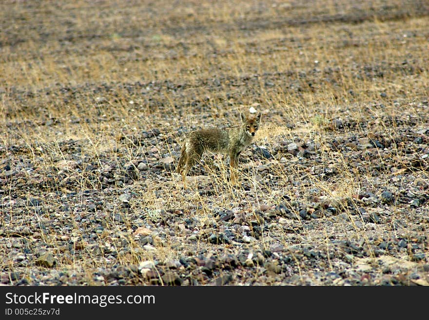 Coyote in Death Valley