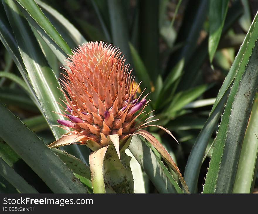 Pineapple Flower