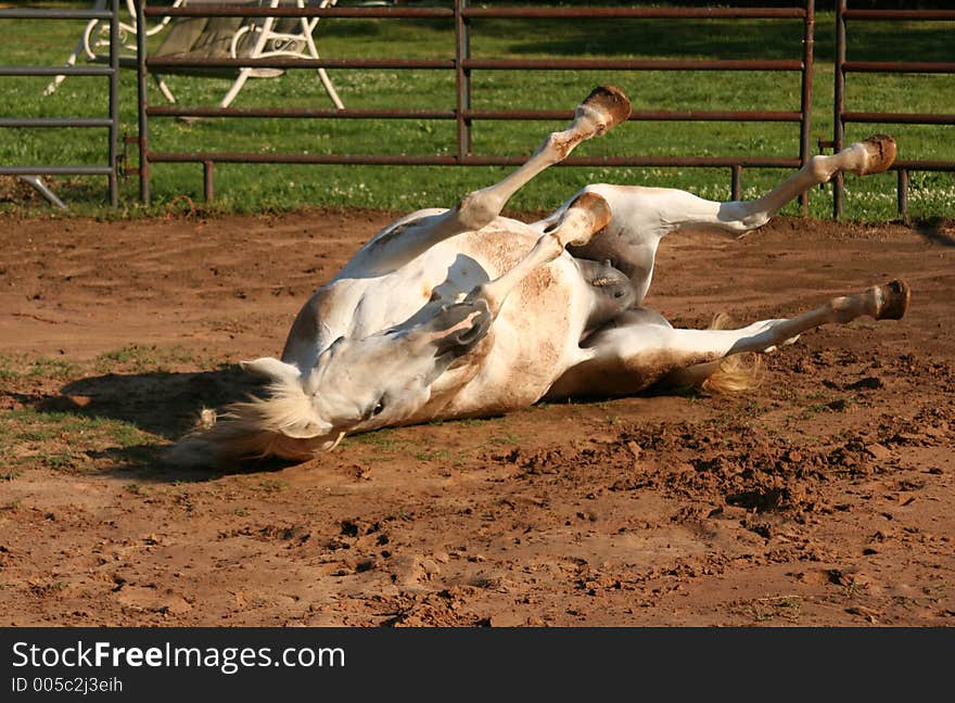 Grey Arabian mare rolling after  being turned out. Grey Arabian mare rolling after  being turned out.