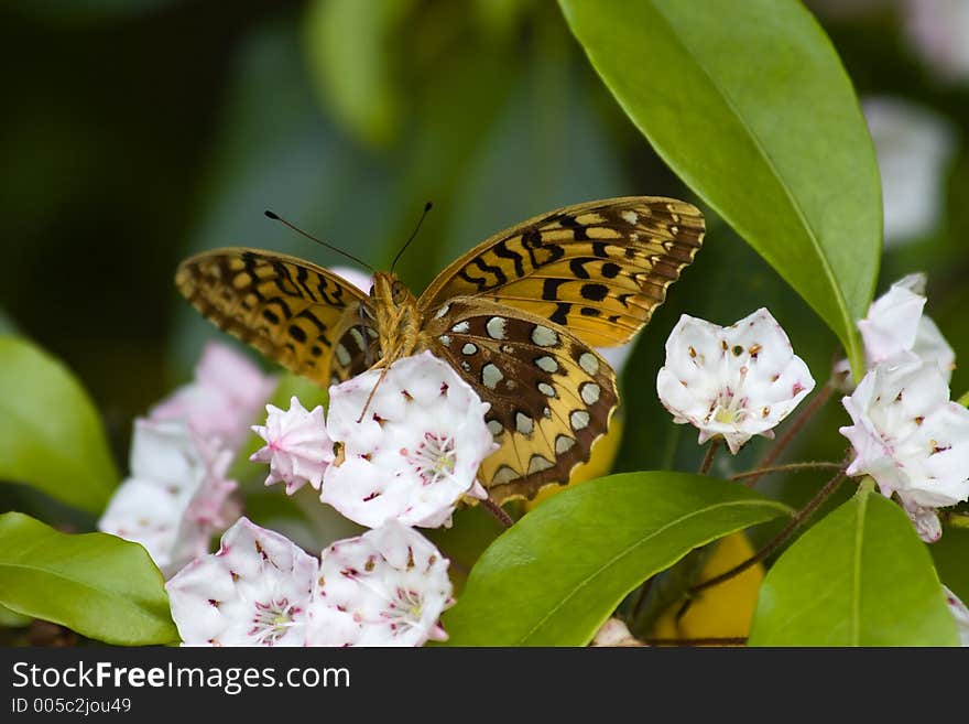 Great Spangled Fritillary Butterfly