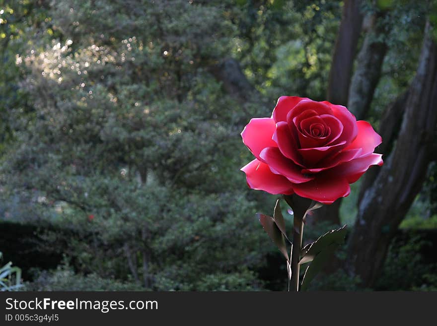 10 foot high metal rose in the Christchurch Botanical gardens, New Zealand. 10 foot high metal rose in the Christchurch Botanical gardens, New Zealand.