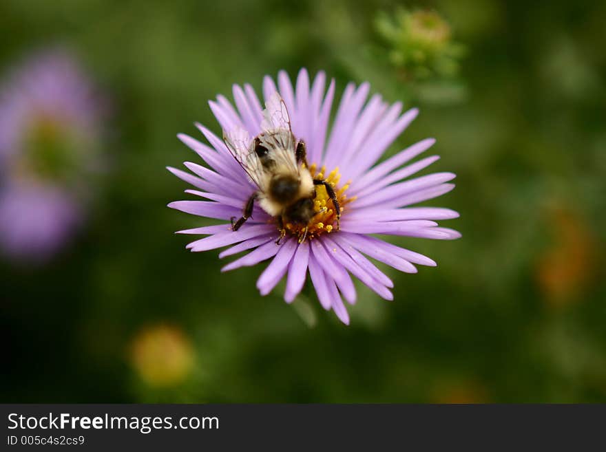 Macro shot of a bee poised on a flower. Macro shot of a bee poised on a flower