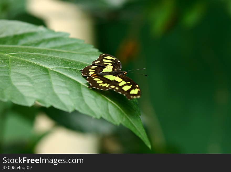 Butterfly standing on leaf