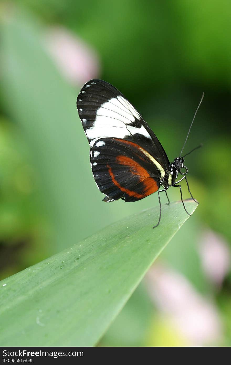 Butterfly standing on leaf