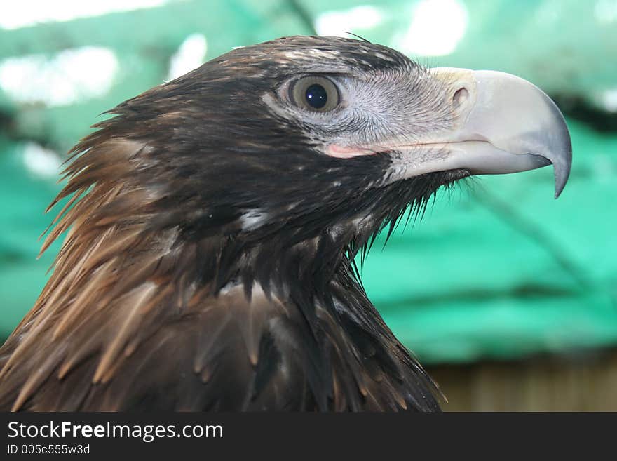 This is the head of a majestic Wedgetail Eagle. These very large raptors reach a length which varies between 0.9 and 1.1 metres and a wingspan from 1.8 to 2.5 metres. Location: Tasmania, Australia.