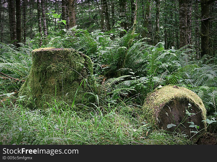 Fallen Mossy Tree Stump