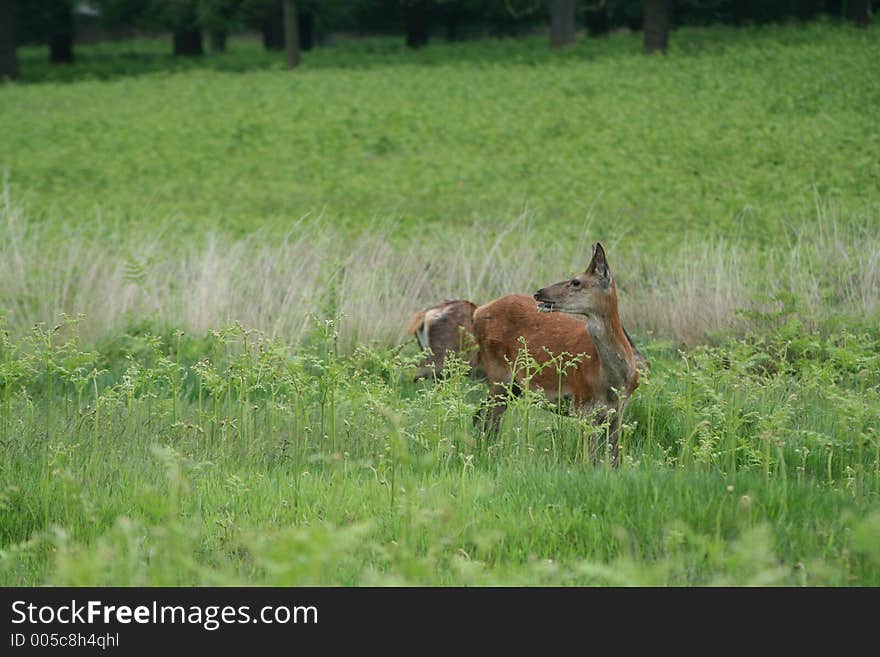 Deer in an English Country Park