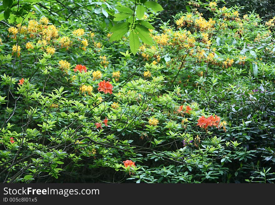 Rododendrons in an English Country garden