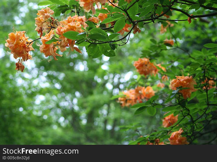 Rododendrons in an English Country garden