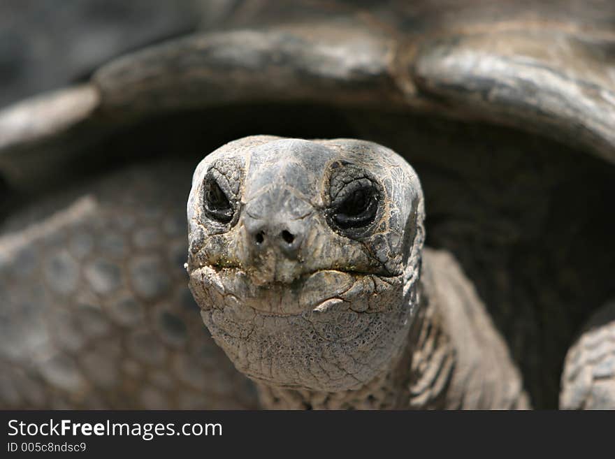 Turtle portrait