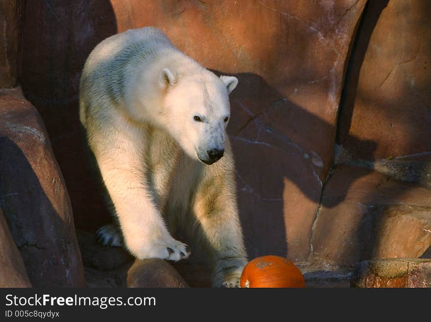 Polar bear