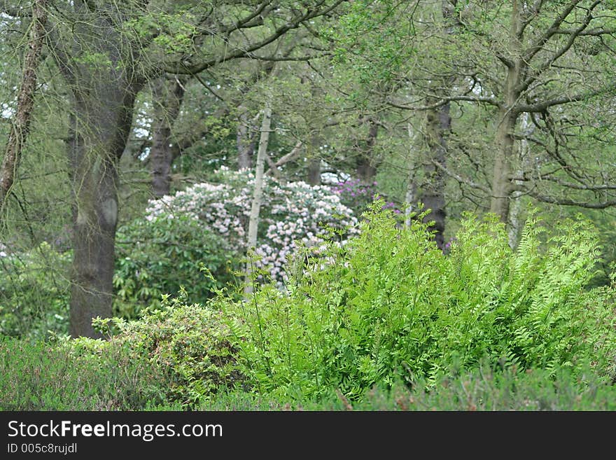 View through the trees looking in a country graden. View through the trees looking in a country graden